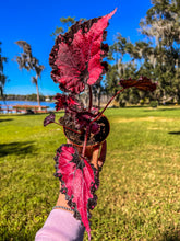 Load image into Gallery viewer, 4" Begonia Rex “Harmony’s Red Velvet”
