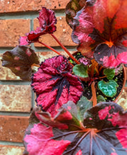 Load image into Gallery viewer, 4&quot; Begonia Rex “Harmony’s Cherry Blossom”
