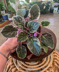 4"  African Violet "Wrangler’s Swinging Blues"