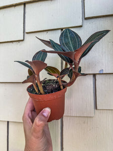 Ludisa Discolor “Jewel Orchid”