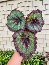 Load image into Gallery viewer, Begonia Rex “Harmony’s Andromeda” 4"

