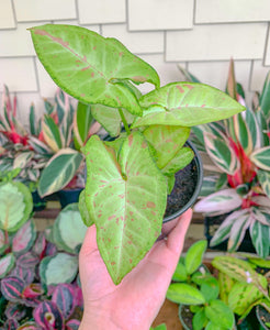 Syngonium Milk Confetti: Variegated Syngonium Arrowhead Plant - (6 Syngonium Milk Confetti: Variegated Syngonium Arrowhead Plant - (6