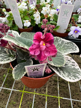 Load image into Gallery viewer, 4&quot;  African Violet &quot;Raspberry Rain&quot;
