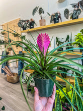 Load image into Gallery viewer, 4&quot;  Tillandsia Cyanea bromeliad Pink Quill
