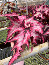 Load image into Gallery viewer, Begonia Rex “Harmony’s Witchy Women” 4” Rare find
