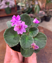 Load image into Gallery viewer, Mini African Violet “Harmony&#39;s Golden Dawn“
