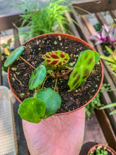 Load image into Gallery viewer, 4” Begonia kingiana
