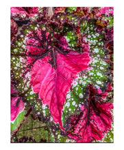 Load image into Gallery viewer, 4&quot; Begonia Rex “Harmony’s St Nick”
