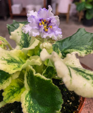 Load image into Gallery viewer, African Violet &quot;Harmony’s News Flash&quot;
