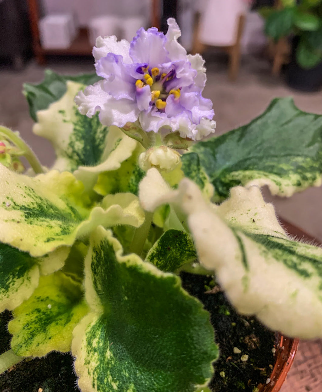 African Violet 