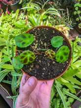 Load image into Gallery viewer, 4” Begonia kingiana
