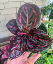 Load image into Gallery viewer, 4&quot; Calathea Dottie
