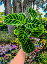 Load image into Gallery viewer, 6&quot; Calathea &quot;Zebrina&quot;
