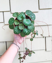 Load image into Gallery viewer, 4&quot; Begonia Strawberry
