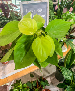 4" Philodendron Neon Cordatum