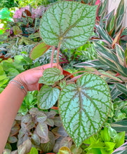 Load image into Gallery viewer, 4" Begonia U309
