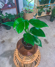 Load image into Gallery viewer, Mature Rhaphidophora Decursiva
