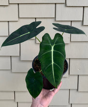 Load image into Gallery viewer, 6" Alocasia Frydek
