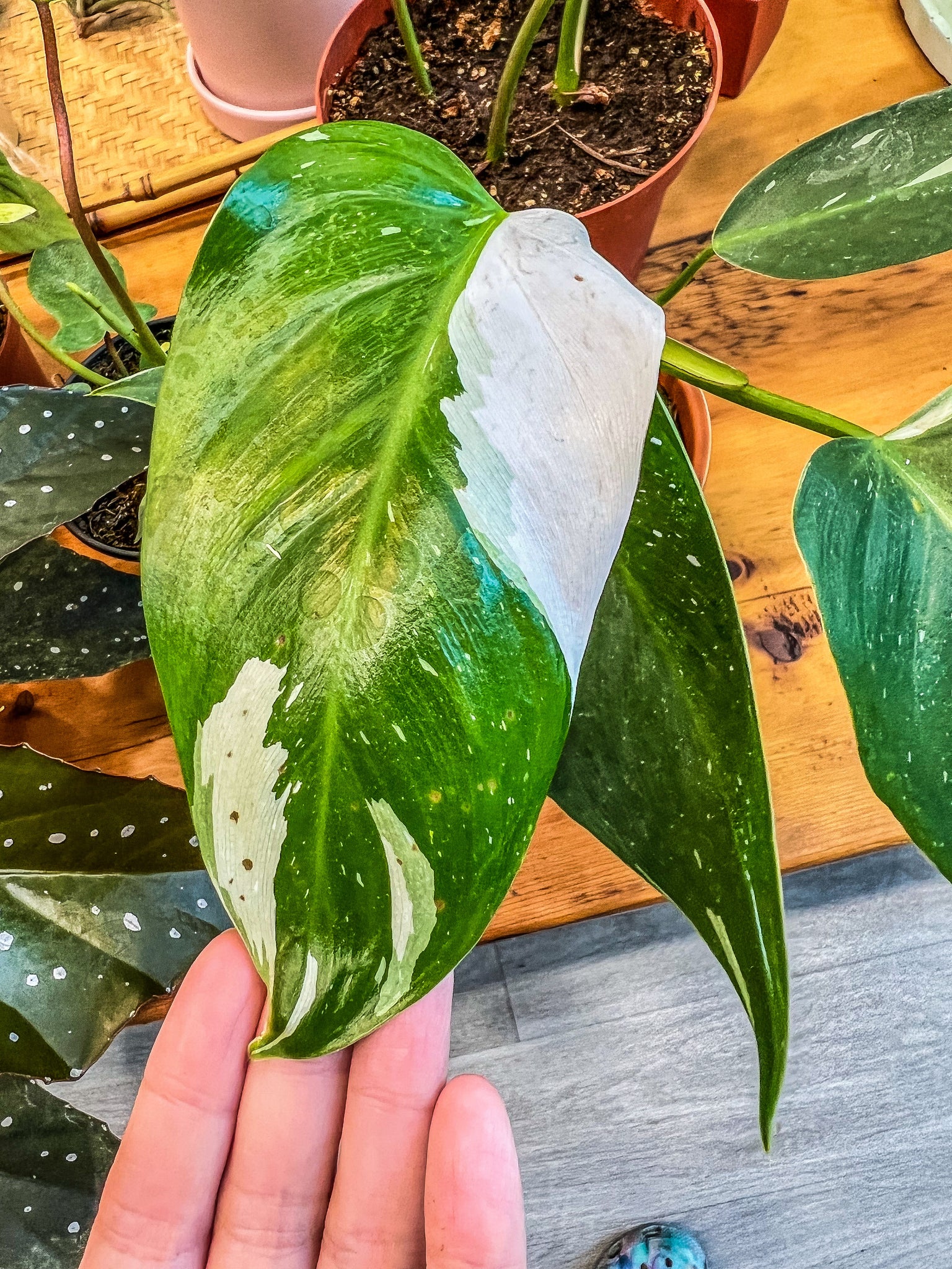 philodendron white princess buy 4” Philodendron White Princess – Angie's Planties