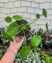 Load image into Gallery viewer, Pilea peperomioides - Chinese Money 4”
