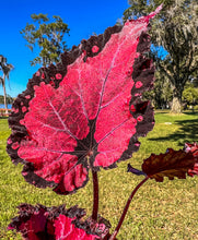 Load image into Gallery viewer, 4" Begonia Rex “Harmony’s Red Velvet”
