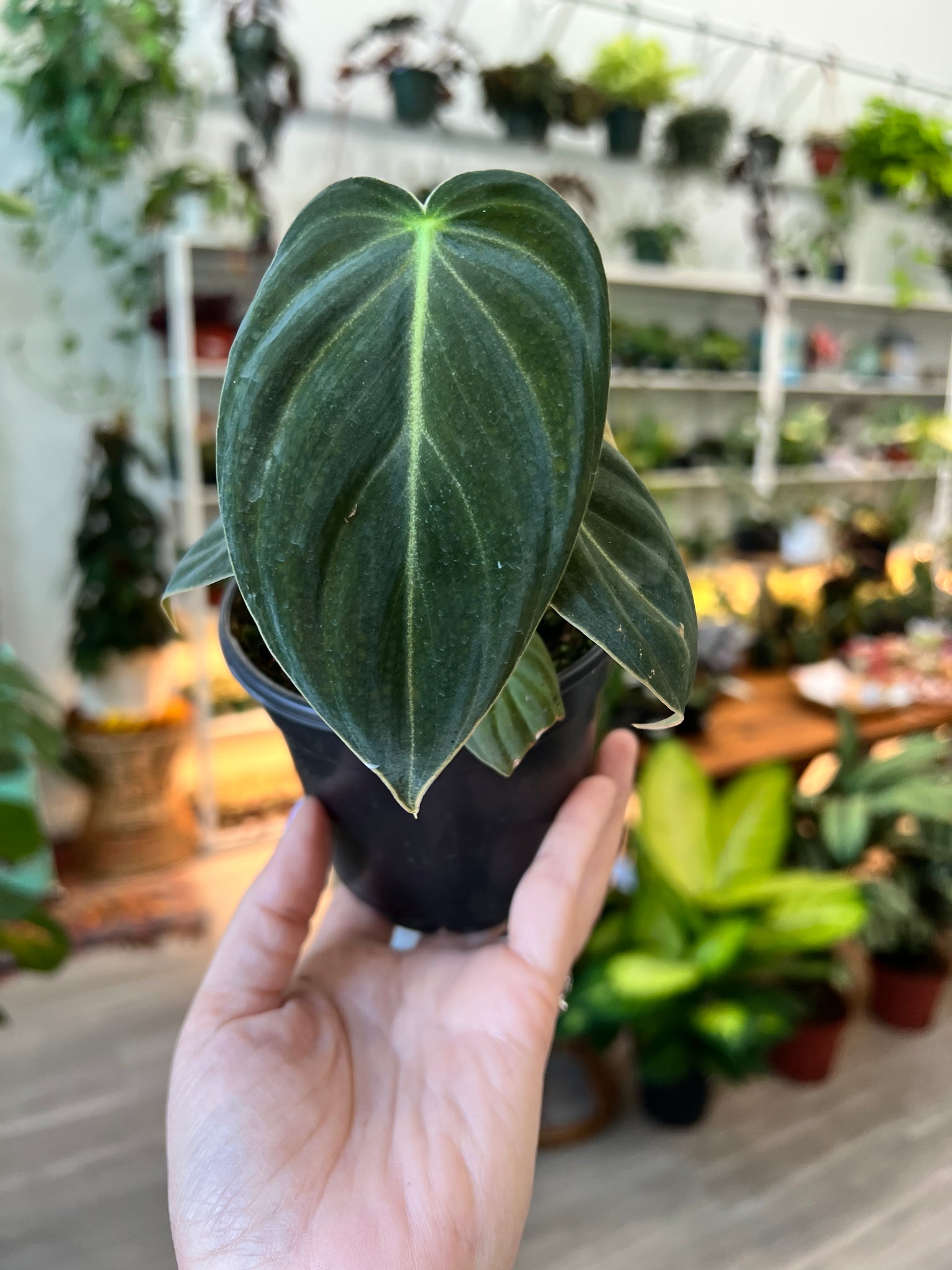 philodendron melanochrysum size Philodendron Melanochrysum – 4.5" Potted Rare Indoor Plant | Philo Melanochrysum with Elegant Foliage | Easy-Care Houseplant