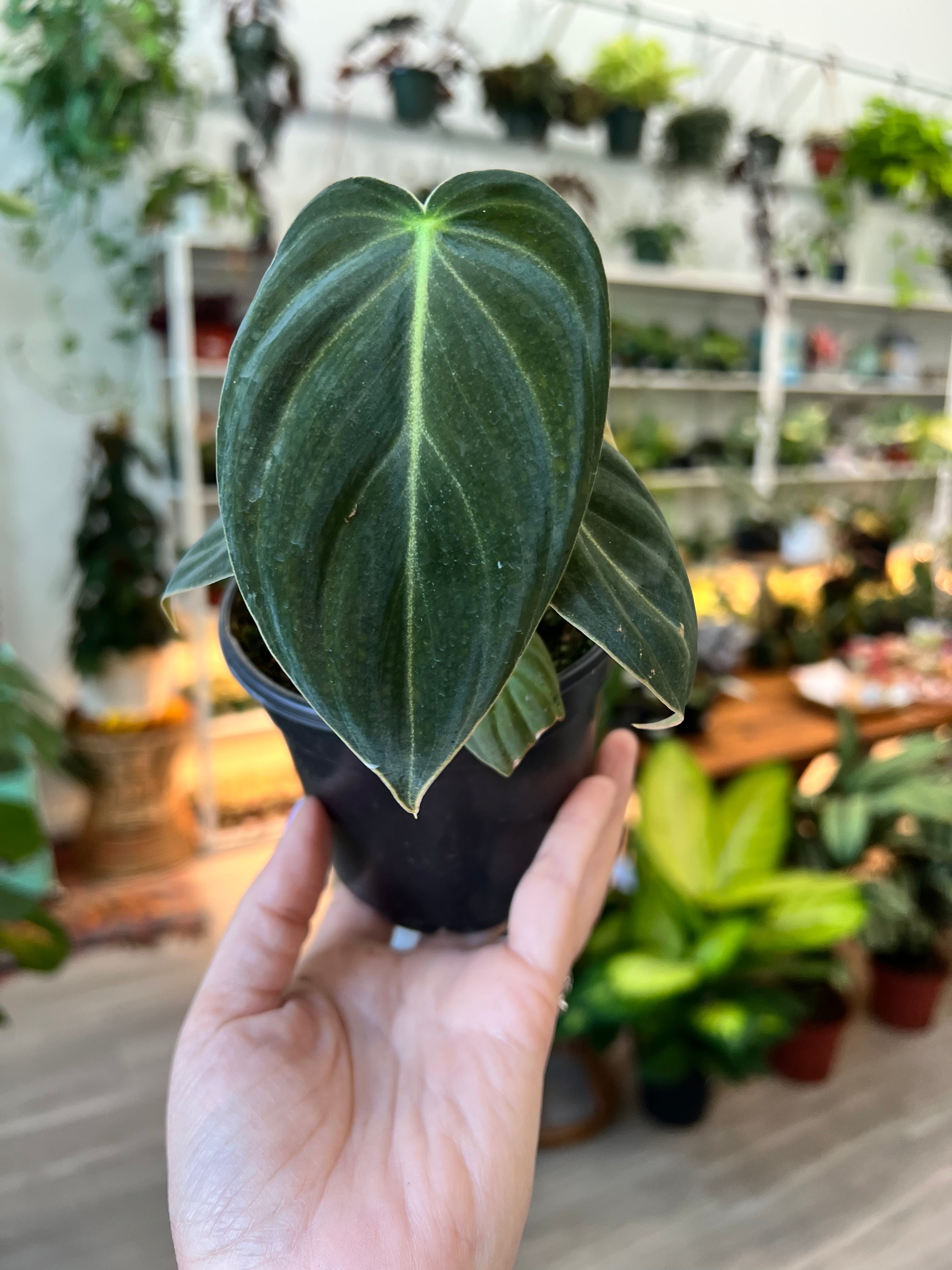 philodendron melanochrysum small Philodendron Melanochrysum – 4.5" Potted Rare Indoor Plant | Philo Melanochrysum with Elegant Foliage | Easy-Care Houseplant