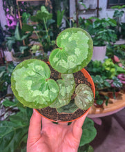 Load image into Gallery viewer, Begonia jingxiensis var mashanica
