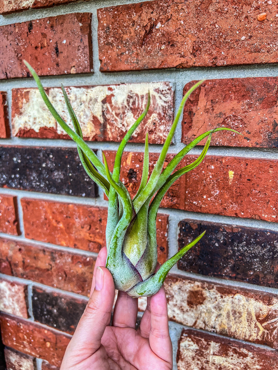 Tillandsia Caput Medusae 4”-6”