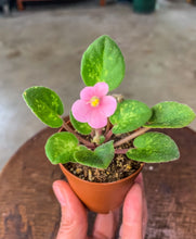 Load image into Gallery viewer, Mini African Violet “Mac’s Coral Carillon“
