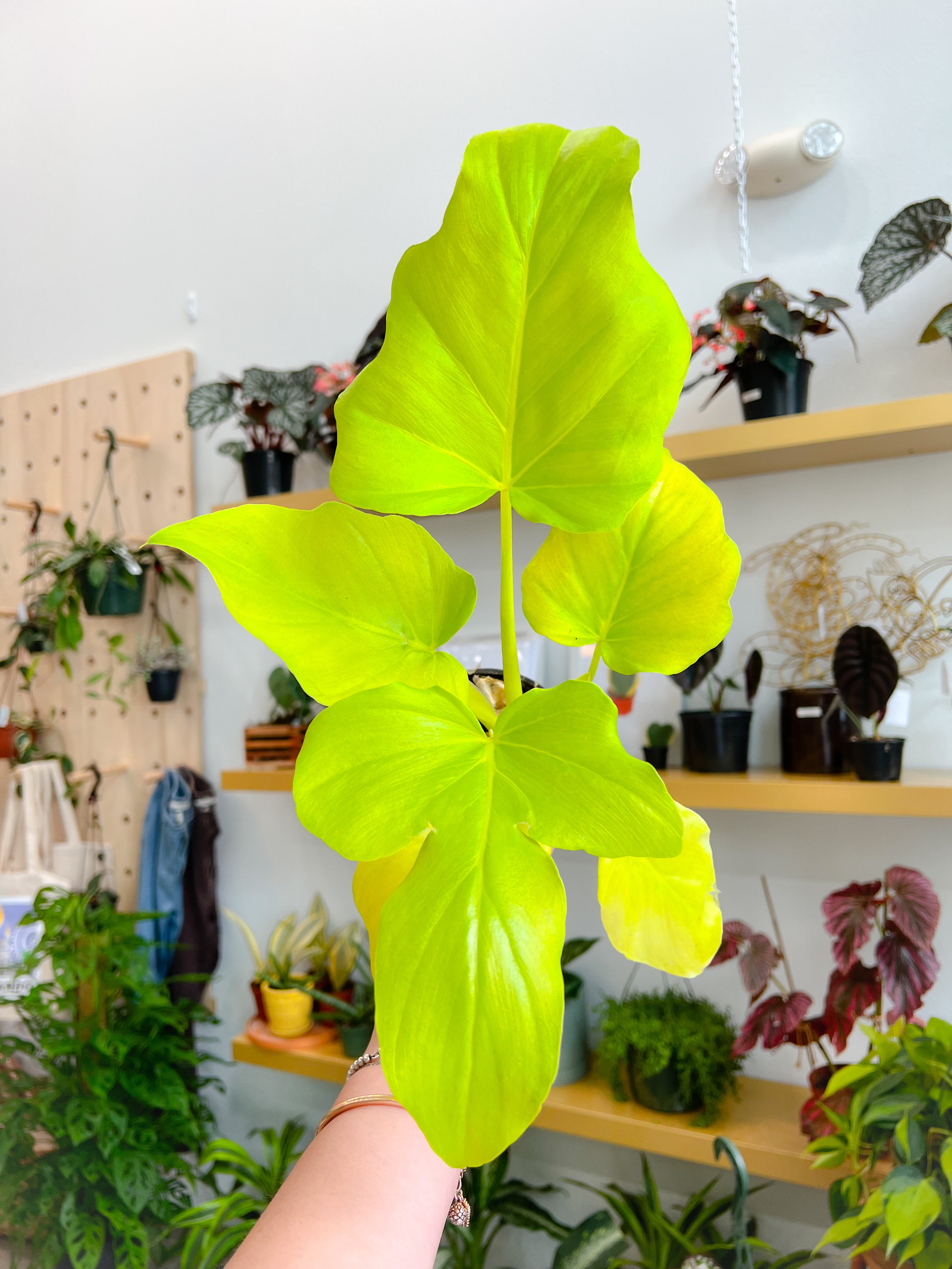 その他観葉植物 Philodendron warscewiczii Variegata 4