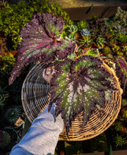 Load image into Gallery viewer, Begonia Rex “Harmony’s Star Dragon” 4”
