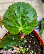 Load image into Gallery viewer, 4” Begonia Ferox
