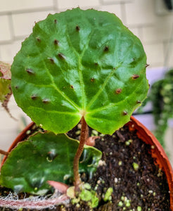 4” Begonia Ferox