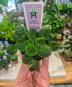 Mini African Violet “Rob’s Miriwinni”
