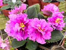 Load image into Gallery viewer, 4&quot;  African Violet &quot;VaT Shuramura &quot;
