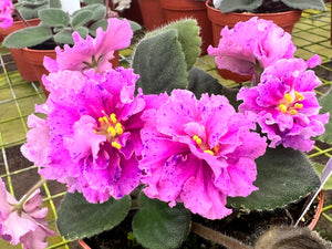 4"  African Violet "VaT Shuramura "