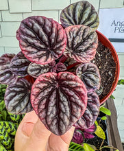 Load image into Gallery viewer, 4&quot; Peperomia Caperata “Abricos”
