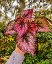 Load image into Gallery viewer, 4&quot; Begonia Rex “Harmony’s Revel Majesty”
