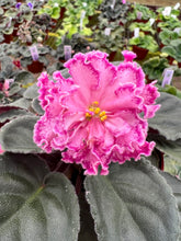 Load image into Gallery viewer, 4&quot;  African Violet “Le Rimma”
