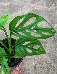 monstera adansonii regular form 4" Monstera Adansonii Wide Form – Angie's Planties