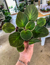 Load image into Gallery viewer, 4&quot;  African Violet &quot;Mindi Brooke&quot;
