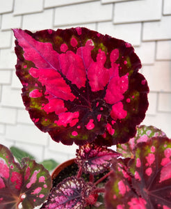 4" Begonia Rex “ Harmony’s Vampires Kiss”