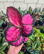 Load image into Gallery viewer, Calathea picturata Crimson, 6” Pot
