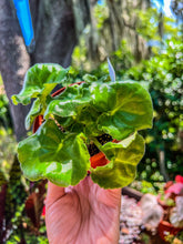 Load image into Gallery viewer, 4&quot;  African Violet “LE Mojito”
