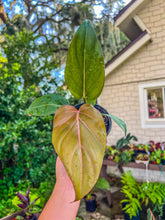 Load image into Gallery viewer, Philodendron summer glory (gloriosum x mccolley hybrid)
