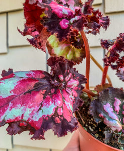 4" Begonia “Harmony’s Dance of Dragons 🐉 ”
