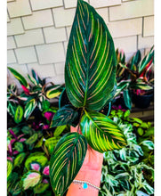 Load image into Gallery viewer, Calathea “Beauty Star", 4" Pot
