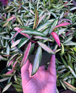 4” Hoya wayetti variegata
