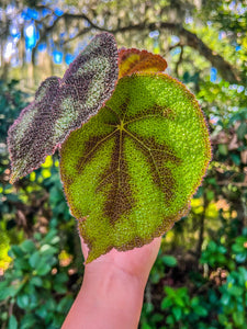 4" Begonia Variegata - Iron Cross Rare Find